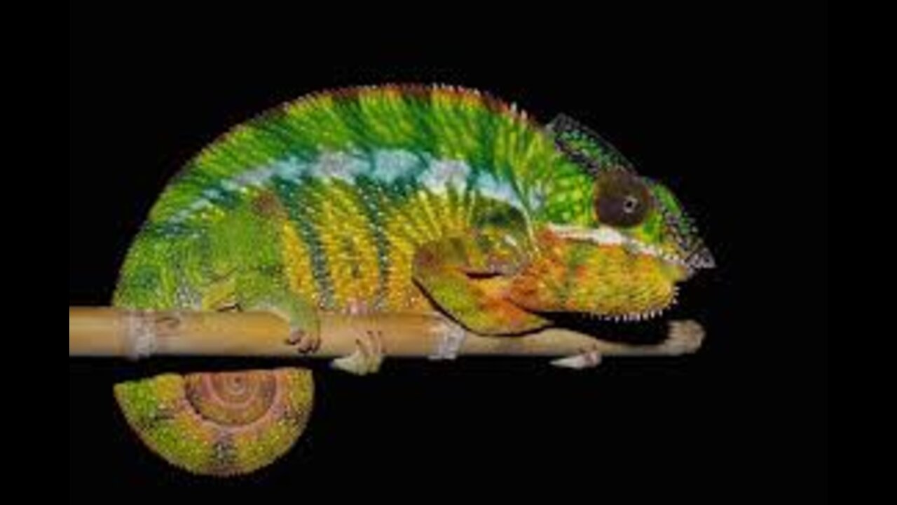 chameleon changing color (camouflage)