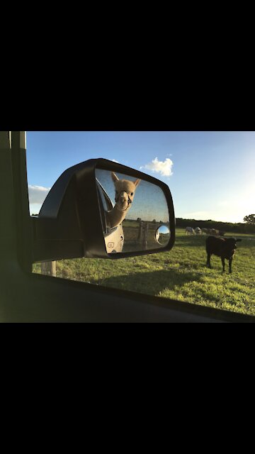 Back Seat Driver How We Rolled - Loading Our Alpacas For A Trip Into Houston