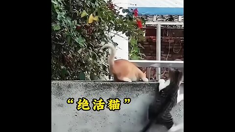 cute cats| funny cats | viral cats