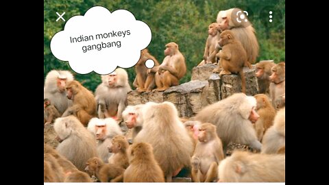 #Indian monkey gangbang