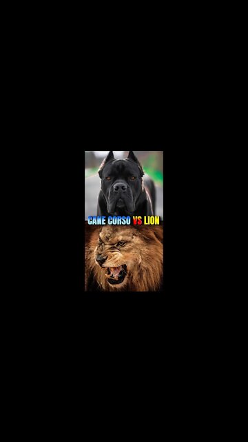 Cane Corso Is Stronger Than a LION! 700psi BITE FORCE #shorts #dog