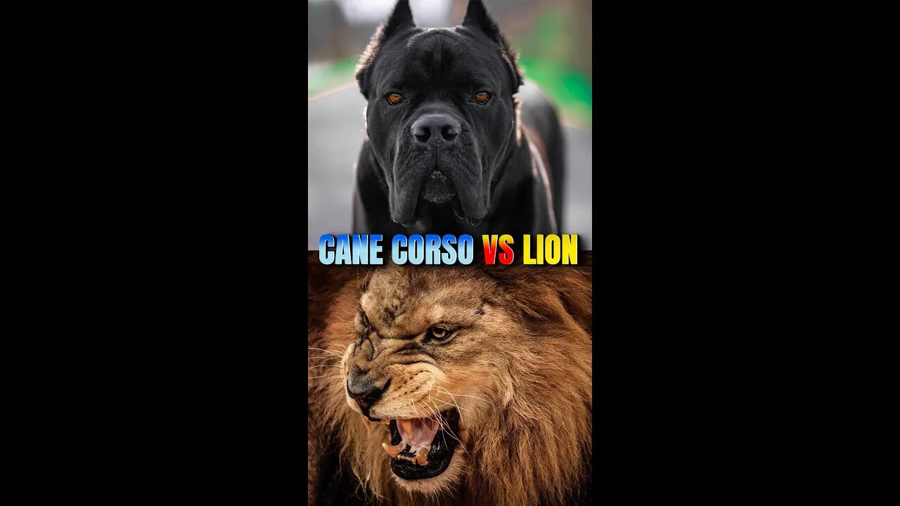 Cane Corso Is Stronger Than a LION! 700psi BITE FORCE #shorts #dog