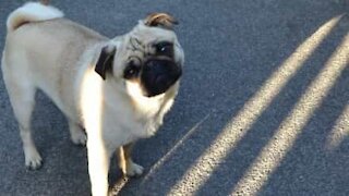 Ce chien tourne en boucle autour de sa maîtresse