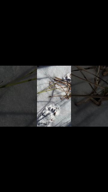 Why are you not hibernating big boy?