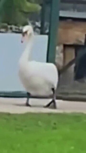 GRATEFUL SWAN FRIENDSHIP