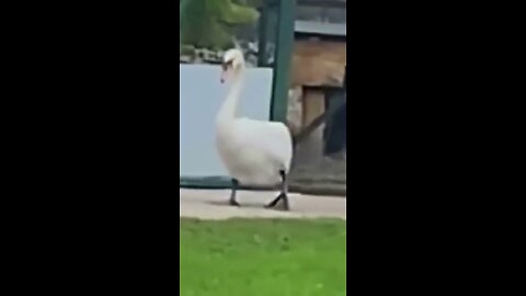 GRATEFUL SWAN FRIENDSHIP