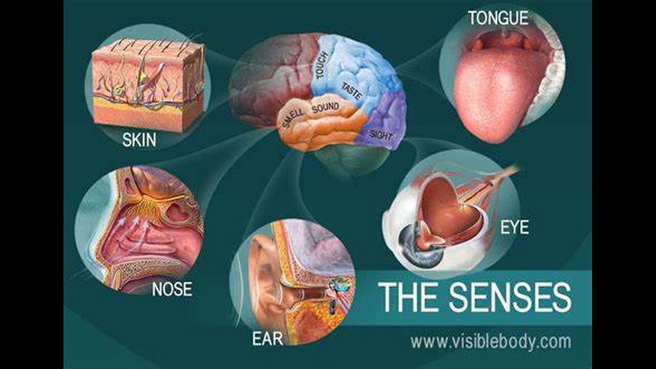 5 important things people know liitle about their senses