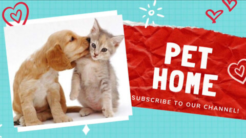 Pet Home Video cat🐈 video and doge🐕