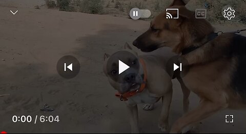 PakistAni dogs fight