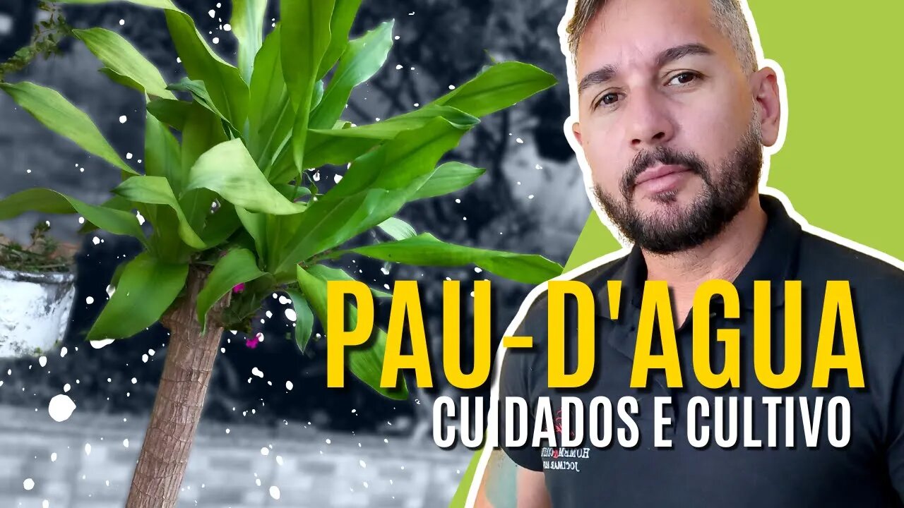 Dracena Pau-D'agua - Como cuidar e tirar mudas