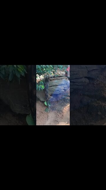 Anaconda moving slowly. 😅