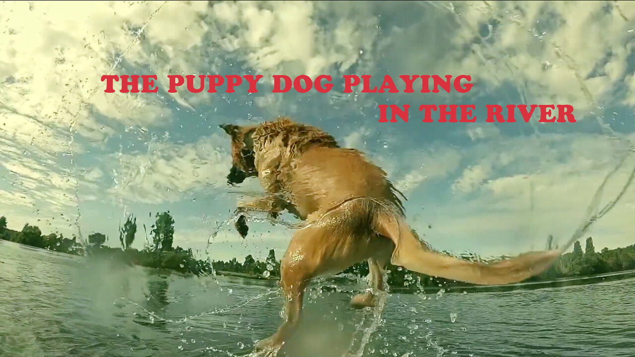 The puppy dog playing in the river