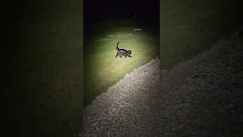 Binx 🐈‍⬛ escorting me back to the house 🏠 during my midnight Madness walk 🚶‍♂️