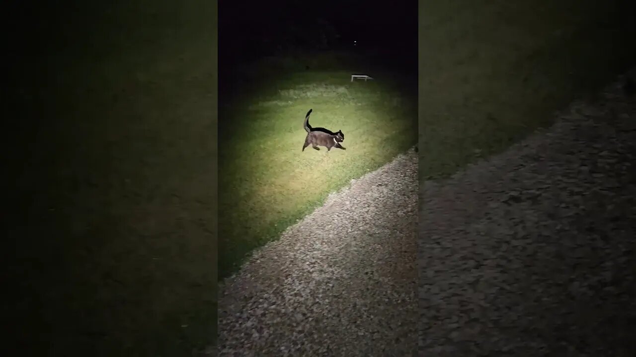 Binx 🐈‍⬛ escorting me back to the house 🏠 during my midnight Madness walk 🚶‍♂️