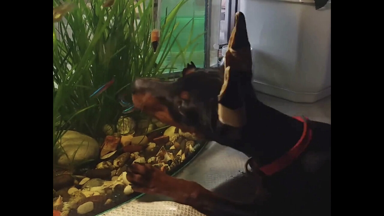 Puppy catches aquarium fish