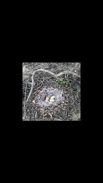 Peace offering for mama Goose