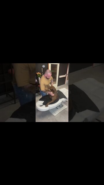 Dog chiropractor, adjust the femur bone to dog