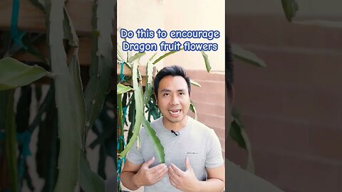 Must do this to encourage Dragon Fruit flowers #viral #shorts #dragonfruit #gardening GreenMangoes