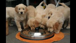 Ce toutou se fait attraper par une adorable horde de chiots