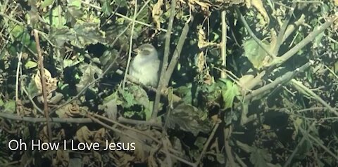 Oh, How I Love Jesus by F. Whitfield (piano solo) with Meg Rayborn Dawson