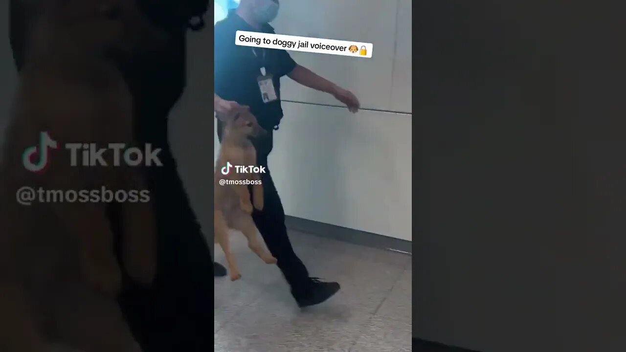 DOG GETTING KICKED OUT THE AIRPORT VOICEOVER! 😂😂😂