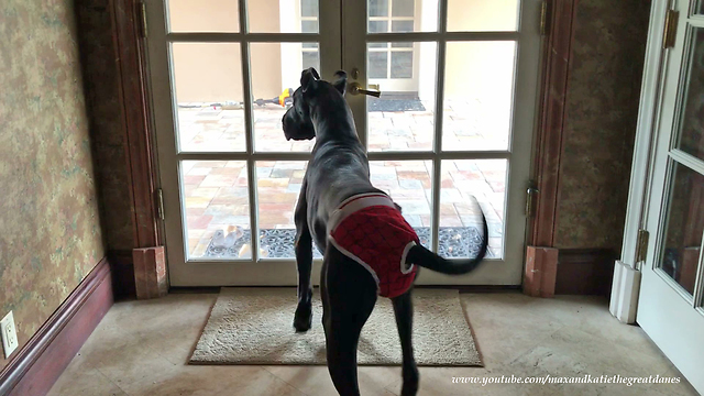 Happy Great Dane Gets Excited to Greet Her Dad