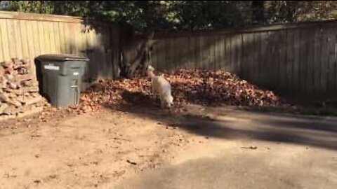 Ce chien s'amuse avec un tas de feuille