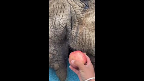 Video of feeding a sick elephant