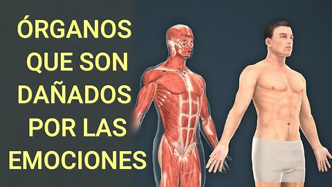 ÓRGANOS QUE SON DAÑADOS POR LAS EMOCIONES