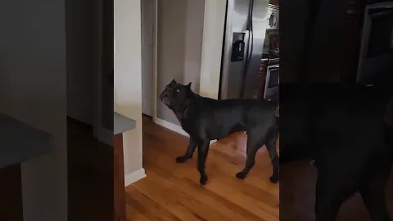 Cane Corso GUARDS Property #shorts #dog