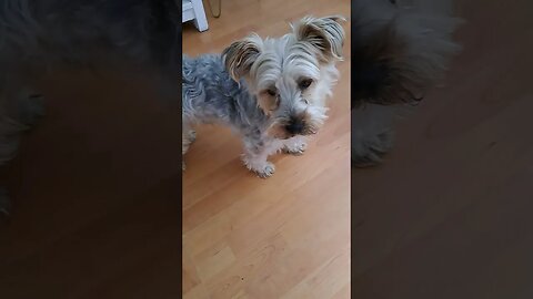 My fury friend GIZMO