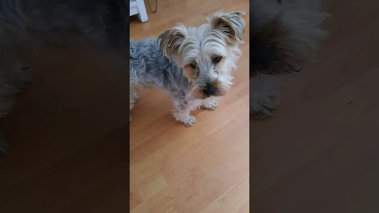 My fury friend GIZMO