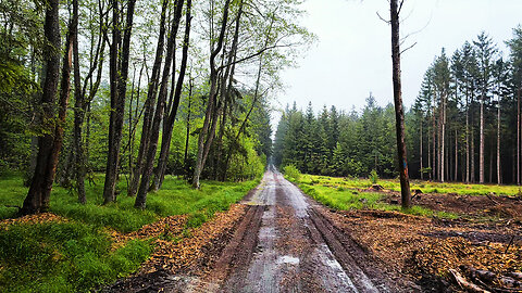 Into The Rainy Wild - ASMR Umbrella Sounds Virtual Rain Walk Rain No Music