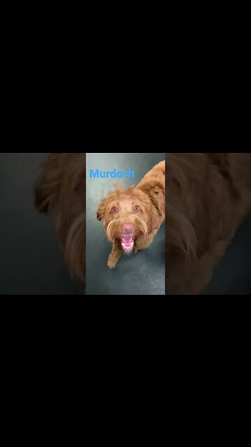 [Shorts 182] MURDOCH