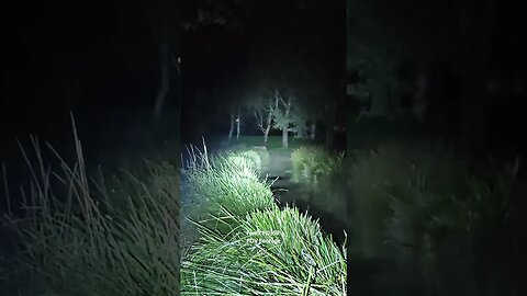 Fenix PD35R: nature beamshots