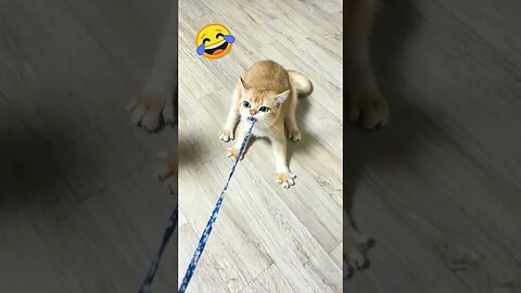 Funny Cat 😂😂😂😂