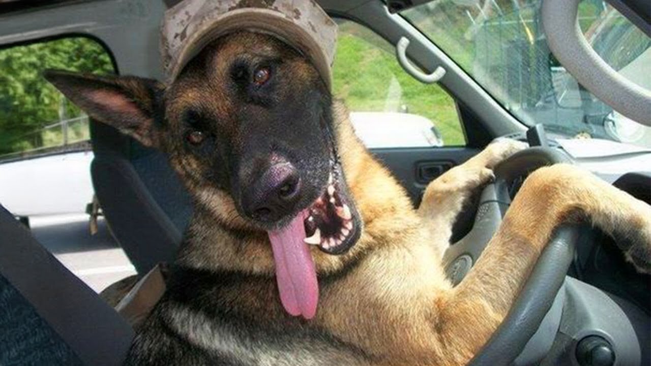 German Shepherds funny videos