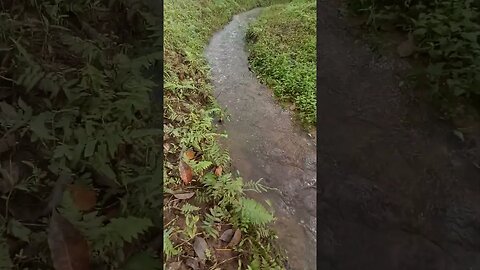 橡胶林里杂草绿油油，水流穿梭不停