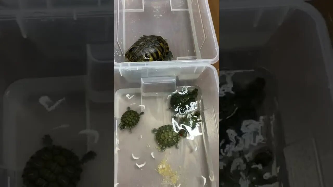 The Red Eared Slider Is Still Too Young To Accoross The Container #Shorts