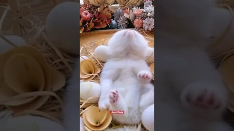 Cutest thing will see today #cute #funnyanimals #tiktok #funnyvideos #cat