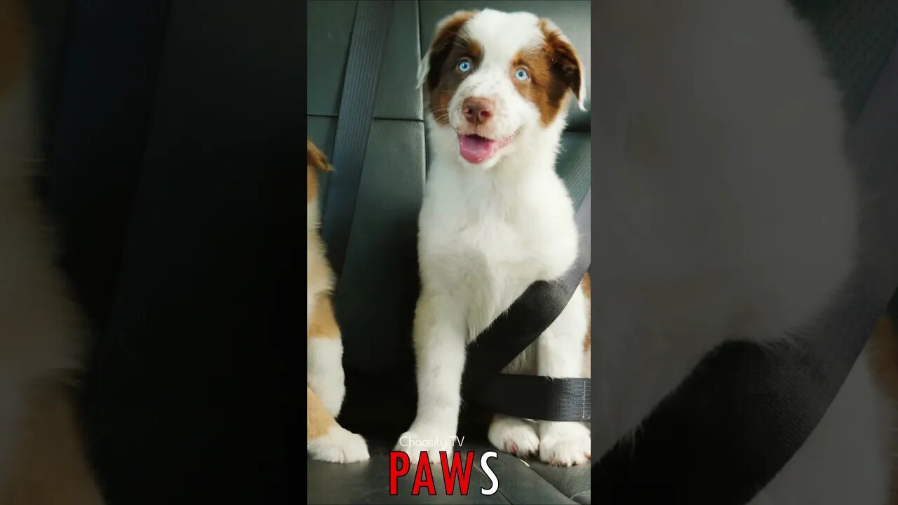 🐶 #PAWS - Puppy Passengers: Happy as Can Be, Traveling in the Backseat with Seatbelts On 🐾