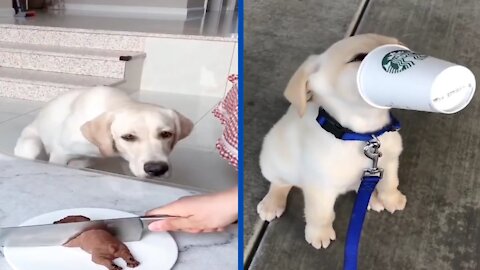 Funniest and Cutest Labrador Dogs #2 | Funny Puppies Video