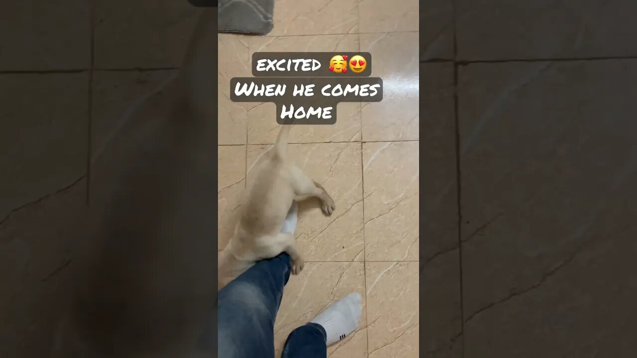 Excited ❤️🐶🥰 #shorts #shortsfeed #puppy