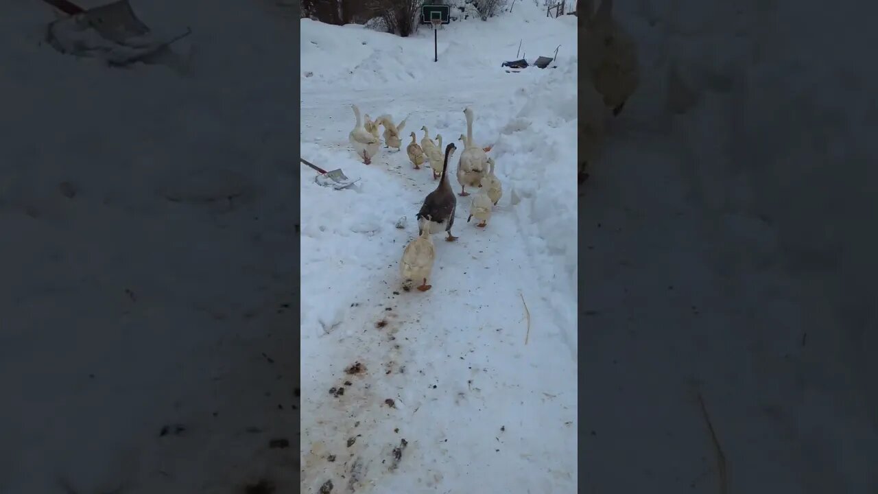 #shorts #farmanimals