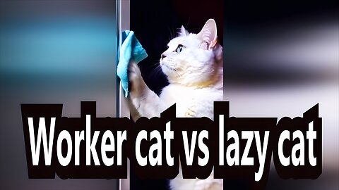 Worker cat vs lazy cat funny