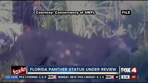 20th panther death of year in Collier County