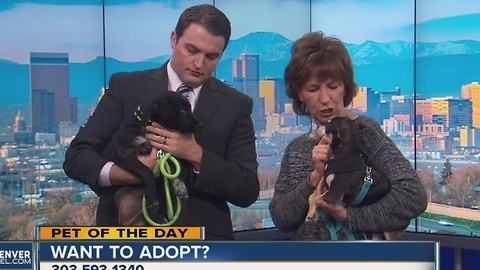 Pet of the day for December 31st - Mario and Storm