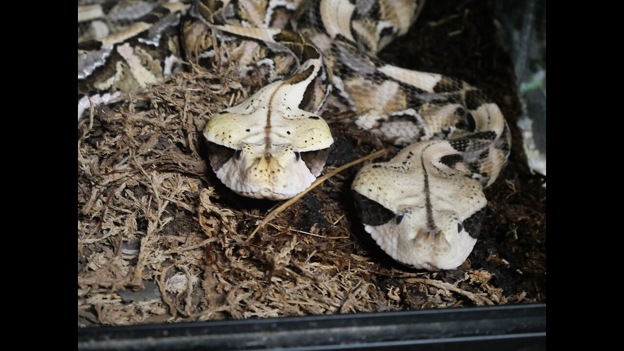 "Fang & Gabrielle Gaboon" Gaboon vipers (Live feeding)