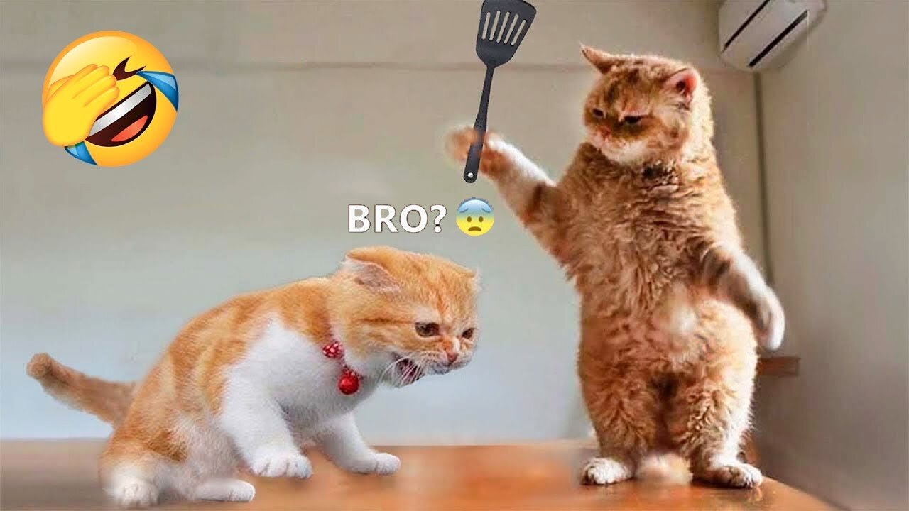 Try to laugh challenge cat and 🐕🐕🐕