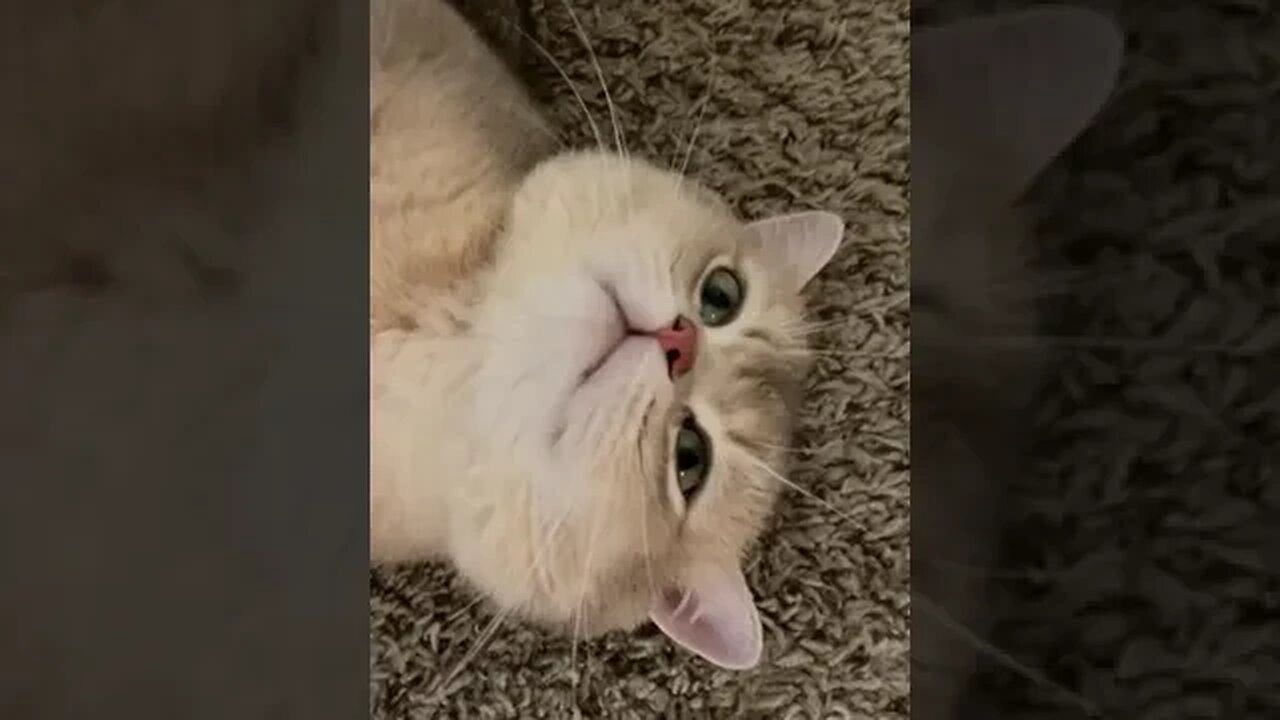 CAT VIDEO